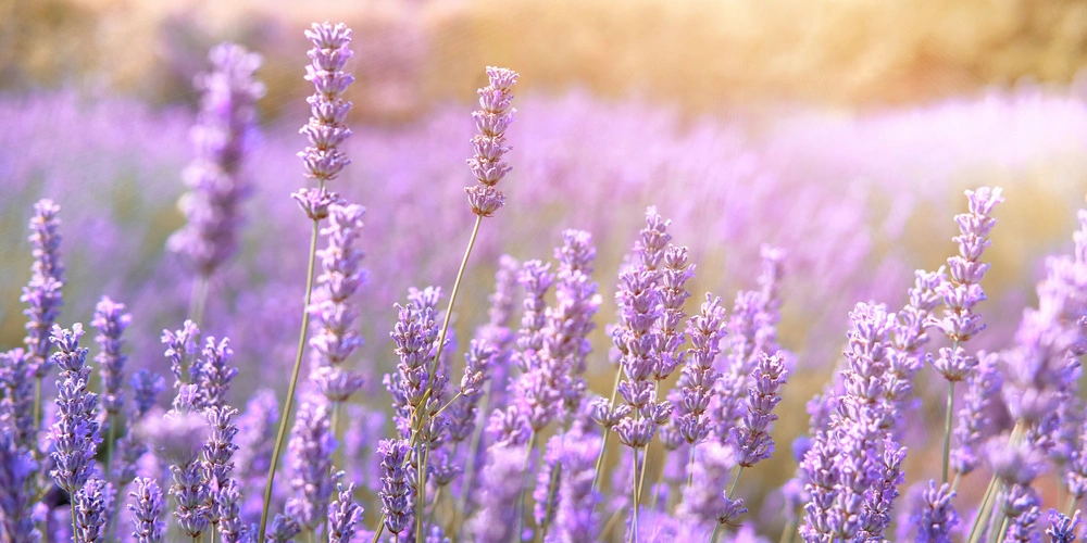 Hvar Lavender Tour